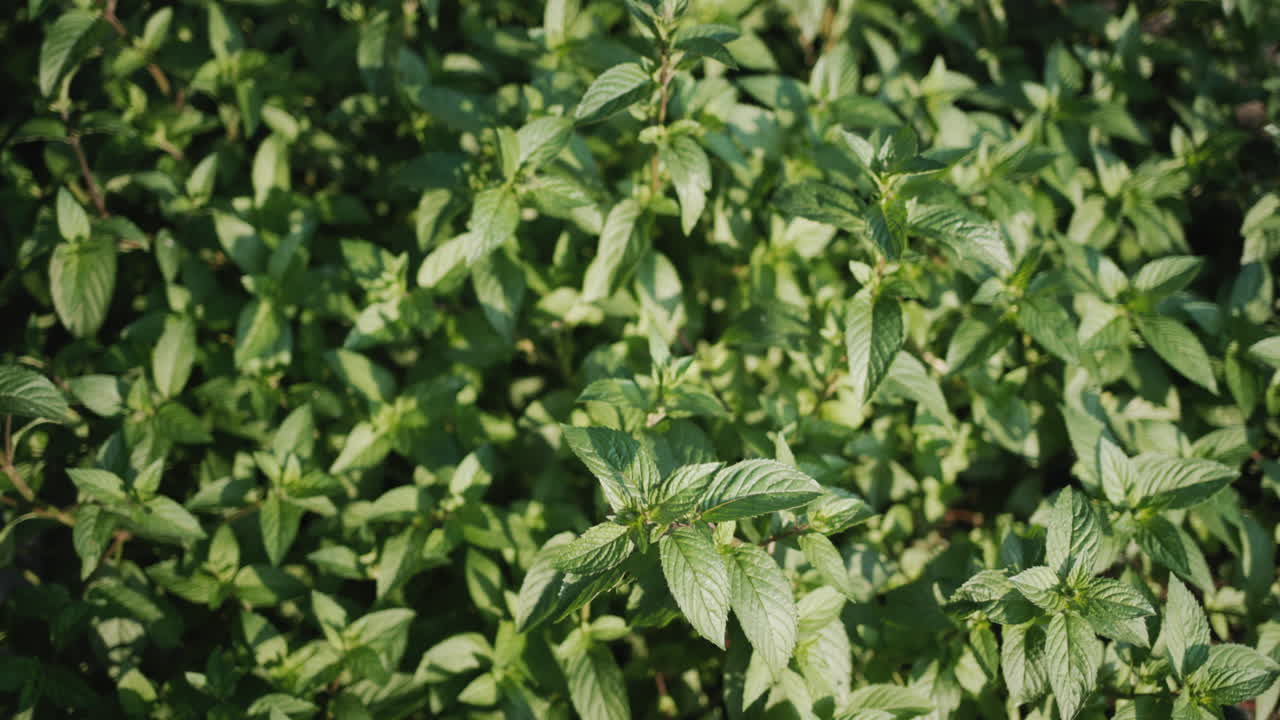 un gran arbusto de menta crece en el jardín, vista superior