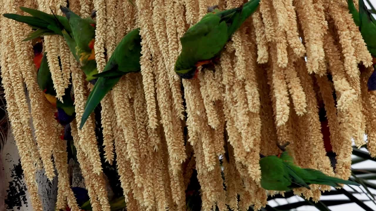 Vibrant green parrots feast on thick clusters of palm blossoms, showcasing their natural foraging behavior.