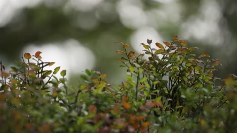 A-close-up-shot-of-the-blueberry-shrubs-on-the-blurry-background