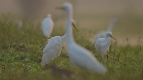 Die-Herde-Silberreiher-Am-Morgen