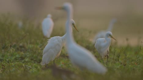 el rebaño de grandes garzas por la mañana