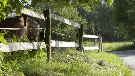 the brown horse behind the fence next to an old dusty road