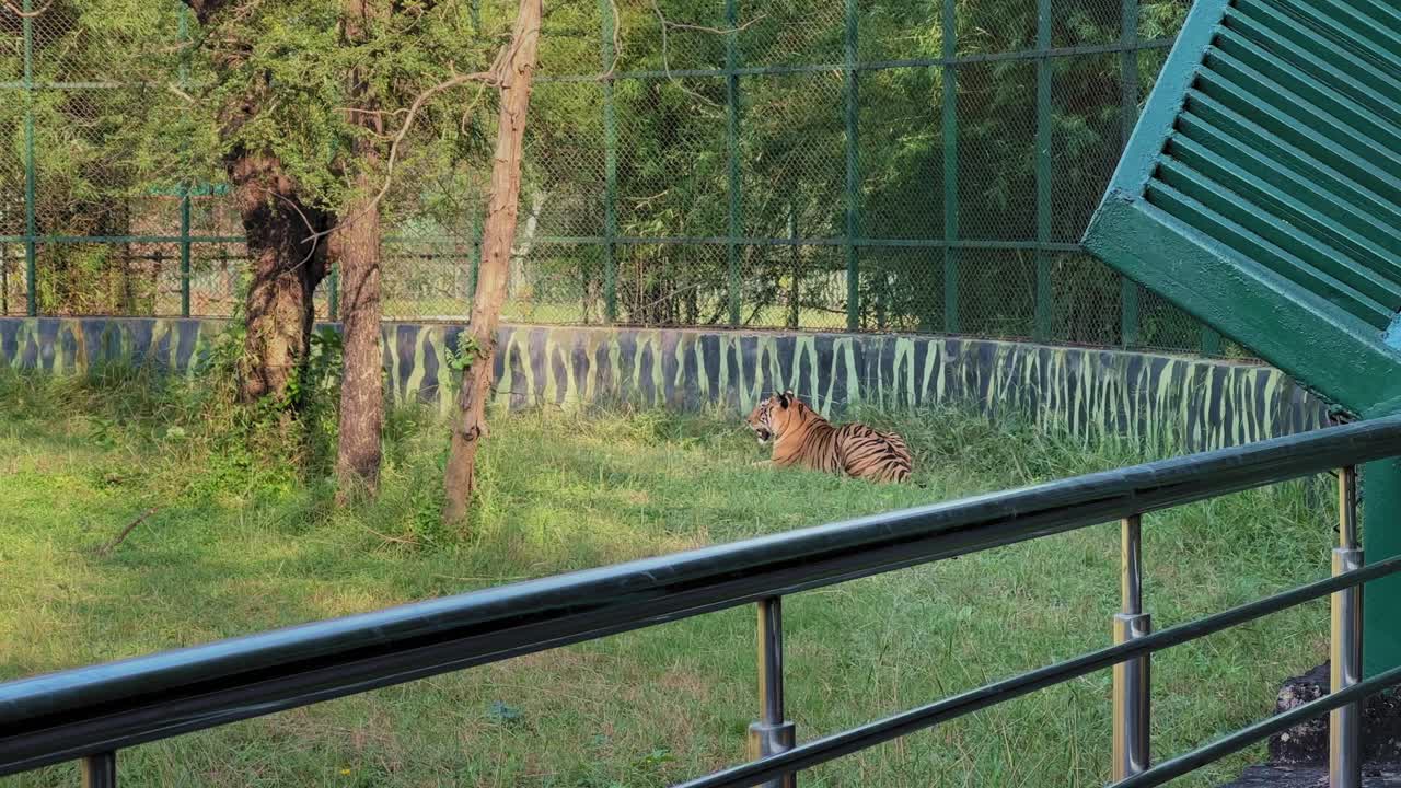 Static shot of a white tiger resting on grass inside a fenced enclosure, viewed from a visitor railing with trees, shadows, and warm evening light