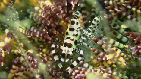 two coleman shrimps feeding on parasites in variable fire urchin and being rolled over by its excrements, close-up shot