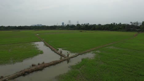 slow fly in drone shot of rice fields with farmers and development on the outskirts of ho chi minh city, vietnam