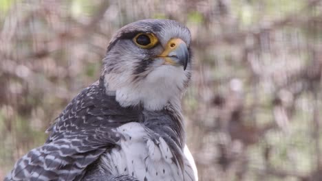 close up: gyr lanner falcon closes eyes when it preens feathers