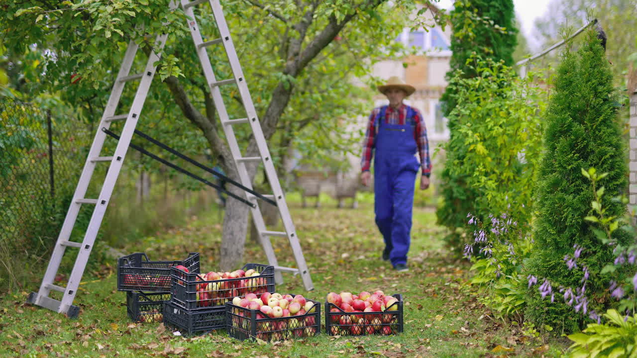 Seasonal sweet fresh fruit apples in the garden. Agricultural apple farming into baskets.