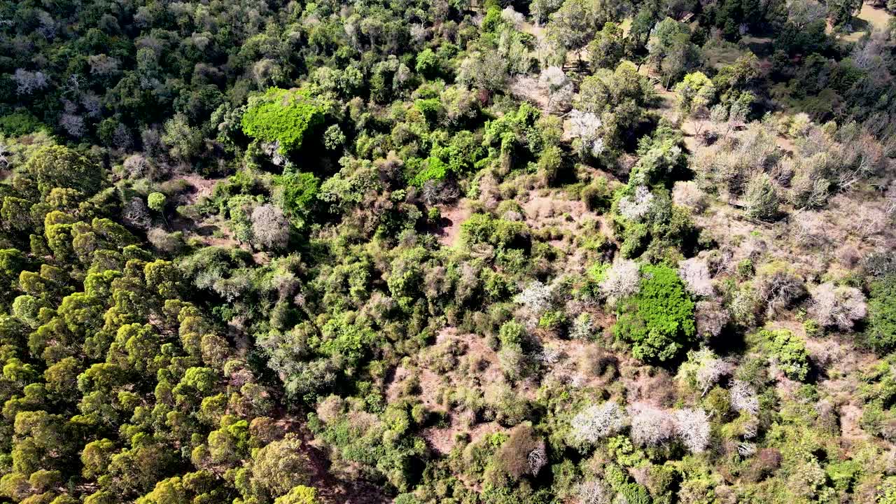 Vista drone - Foresta africana - Incendio nella savana africana