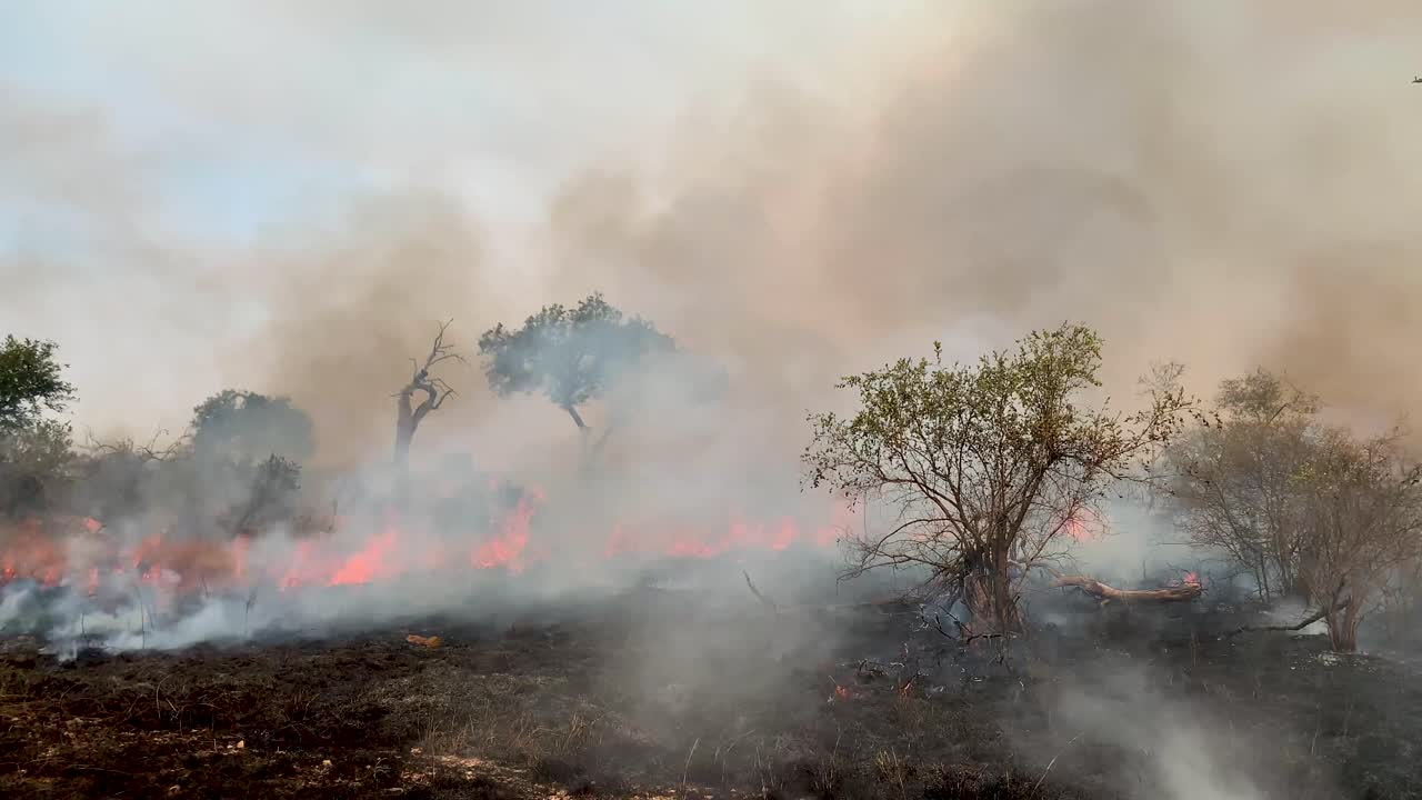 un ángulo bajo constante de un incendio forestal caliente quemando todo a la vista