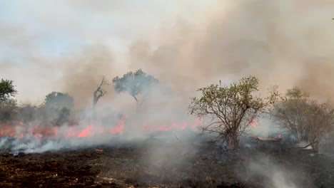 Un-ángulo-Bajo-Y-Constante-De-Un-Incendio-Forestal-Que-Quema-Todo-Lo-Que-Está-A-La-Vista