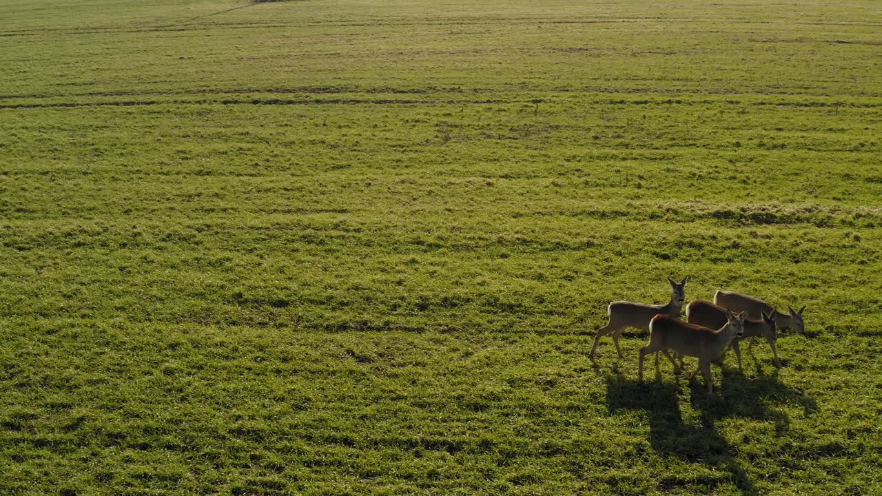 corzo caminando sobre un campo agrícola verde
