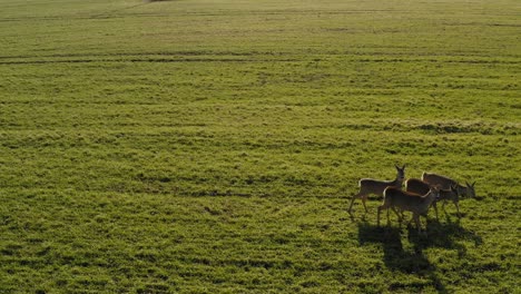 Corzo-Caminando-Sobre-Un-Campo-Agrícola-Verde