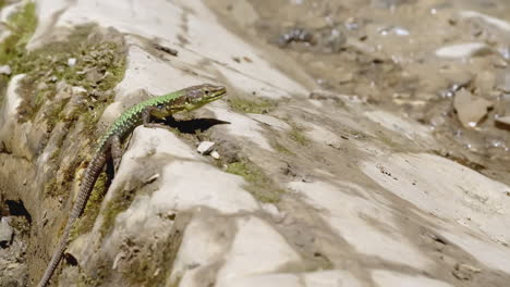 green lizard on a stone