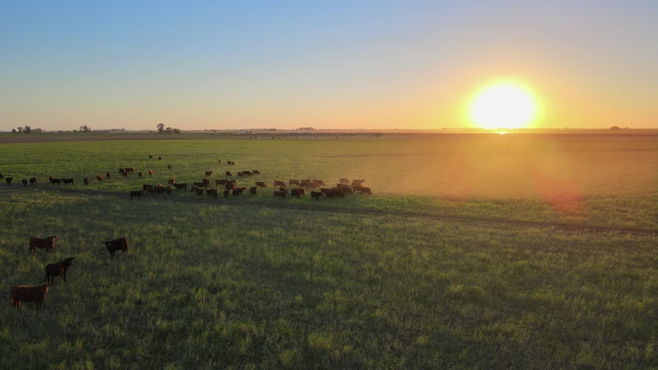 Rebanho de vacas em pasto verde nos Pampas ao pôr do sol, vista aérea estática.