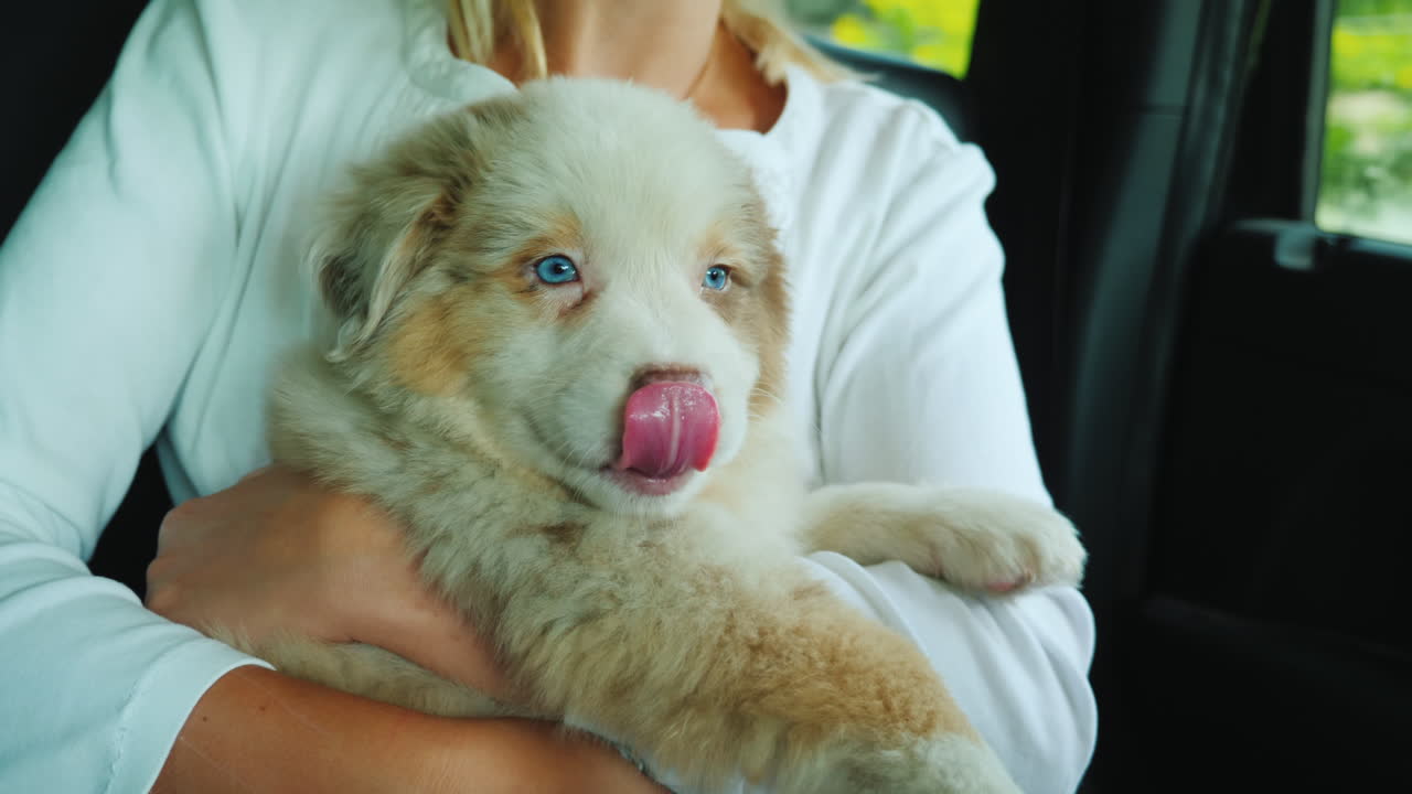 애완 동물과 함께 하는 여행 - 귀여운 강아지가 여자의 팔에 앉아 있다