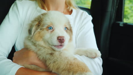 un viaje por carretera con una mascota - un lindo cachorro está sentado en los brazos de una mujer