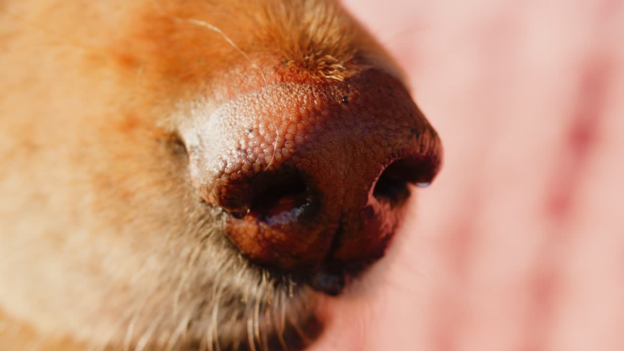 Close-Up of a Pet's Nose and Eye, Capturing the Textures and Expressions of a Friendly Dog in Natural Light, Soft Focus Background Featuring Warm Tones