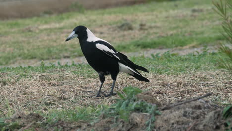 slow motion australian black and white magpie grazing for food