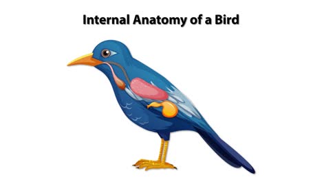 detailed anatomical illustration of a bird