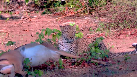 Ein-Stetiges-Einschieben-Eines-Afrikanischen-Leoparden,-Der-Seine-Beute-Bewacht