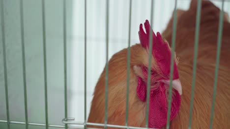 gallo cochin dorado mirando fuera de su jaula durante un espectáculo agrícola - toma de primer plano