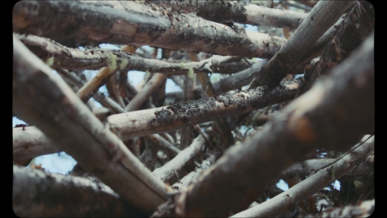 Un mucchio di tronchi di legno nella foresta