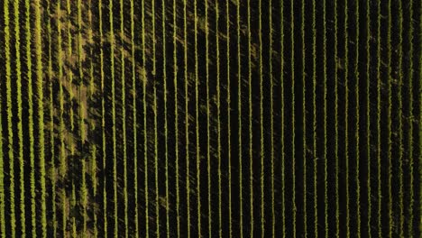 top down view of a vineyard at the sunset