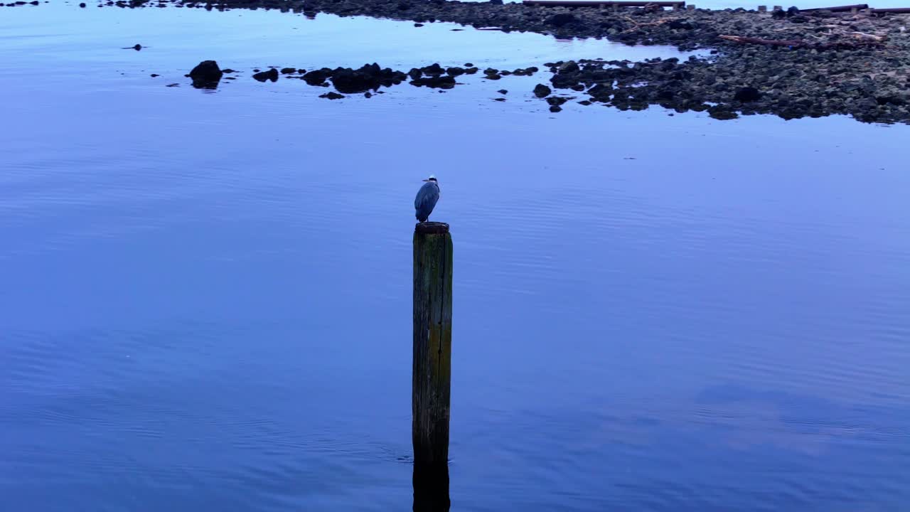 Wildlife Heron, Wooden Post, Idyllic Sunset Seaside, Aerial Orbit View
