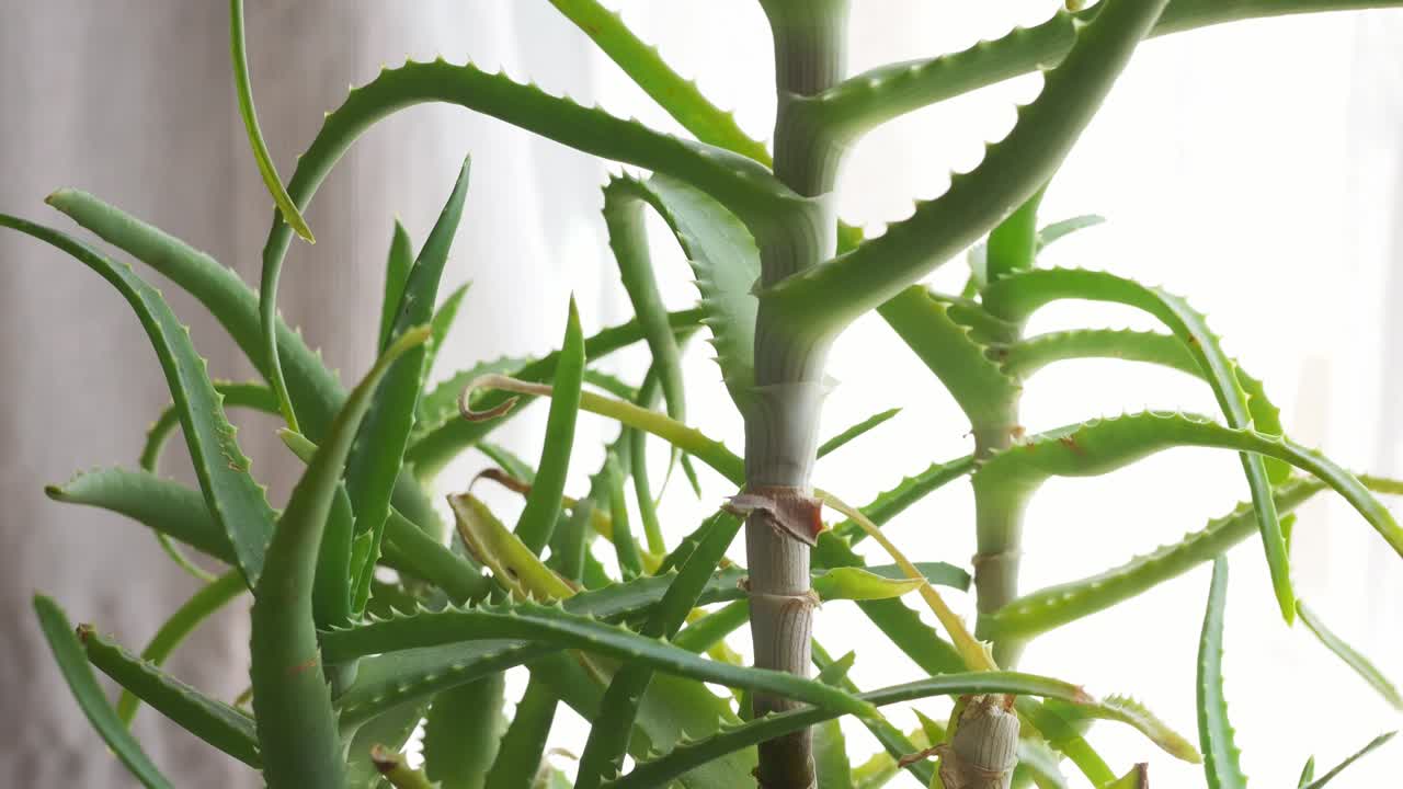 알로에 베라 식물 회전, 회전