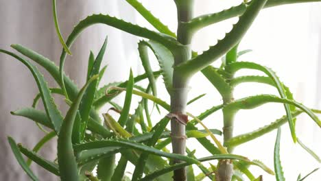 aloe vera plant rotating, turning round