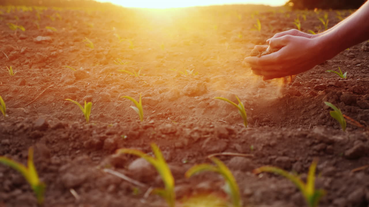 manos del hombre del granjero sosteniendo el suelo tocando sus dedos contra el fondo de un campo