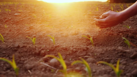 hands of the farmer's man holding the ground touching her fingers against the background of a field