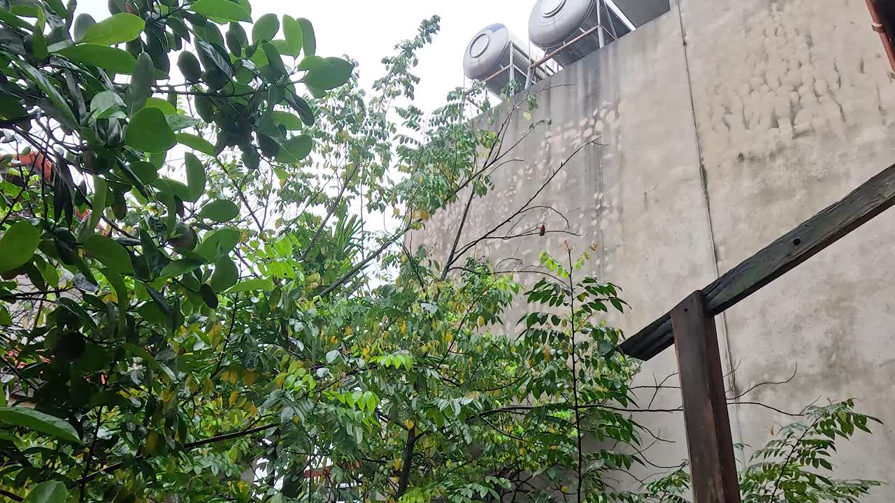 건물 의 나무에 앉아 있는 새