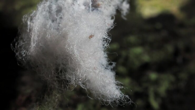 Primo piano di afidi lanosi (famiglia Aphididae), comuni insetti succhiatori di linfa trovati su alberi e arbusti