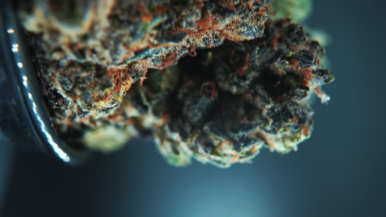A vertical macro close up amazing shot of a cannabis plant, hybrid strains, Indica and sativa ,marijuana flower, on a 360 rotating stand in a shiny bowl, slow motion, 4K Video
