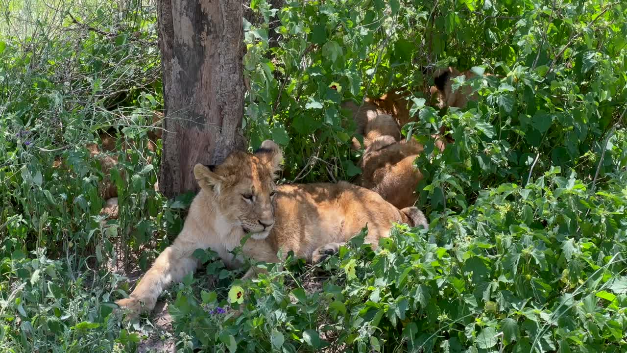 jonge maasai-leeuwen (panthera leo massaicus) in de schaduw onder een boom in het serengeti national park, tanzania.
