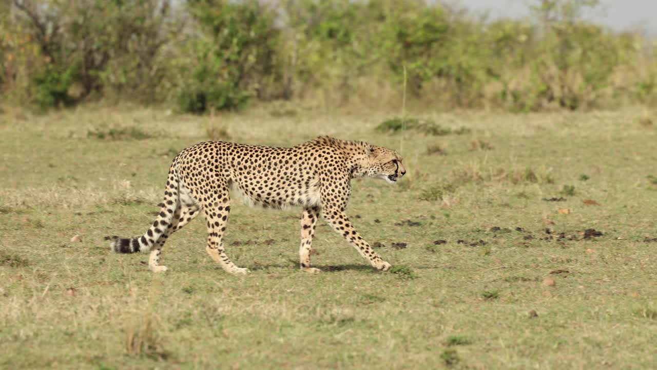 un guepardo caminando con luz lateral y tumbado en la hierba en el masai mara, kenia