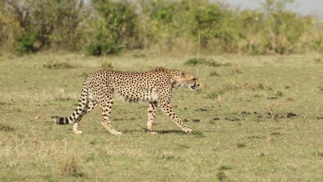 a cheetah walking in side light and lying down in the grass in the masai mara, kenya