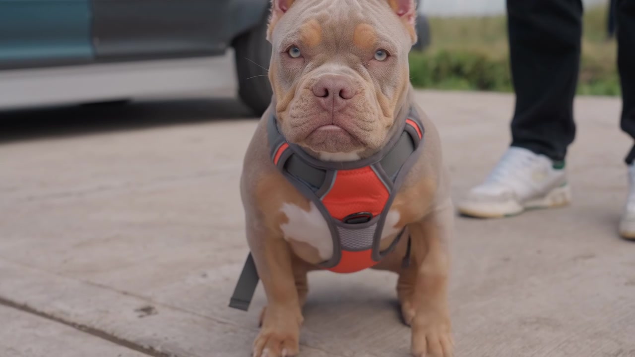 Filhote fofo de American Bully sentado e farejando ao ar livre