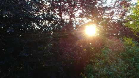 sun in the trees