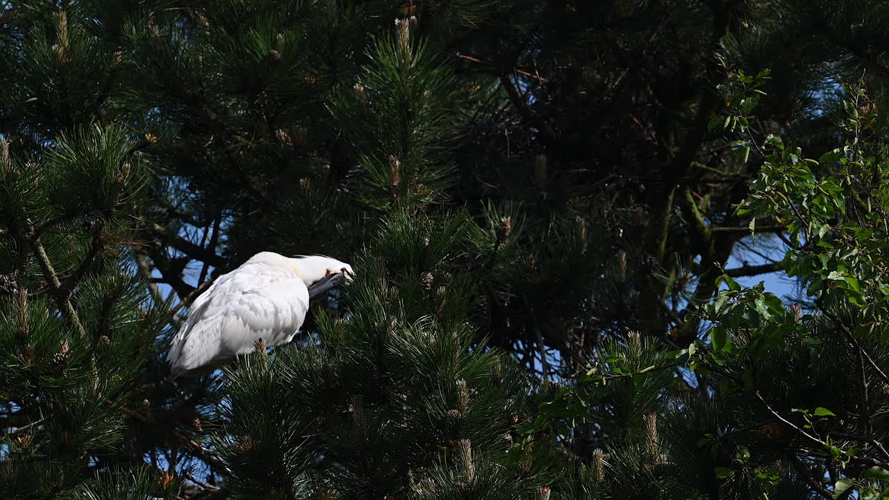 adulto de espátula en plumaje nupcial, acicalándose, en un pino