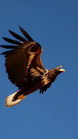 eagle in flight over desert landscape