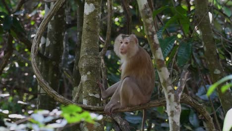 El-Macaco-De-Cola-De-Cerdo-Del-Norte-Es-Un-Primate-Que-Se-Encuentra-Comúnmente-En-El-Parque-Nacional-De-Khao-Yai,-Aunque-Es-Una-Especie-Vulnerable