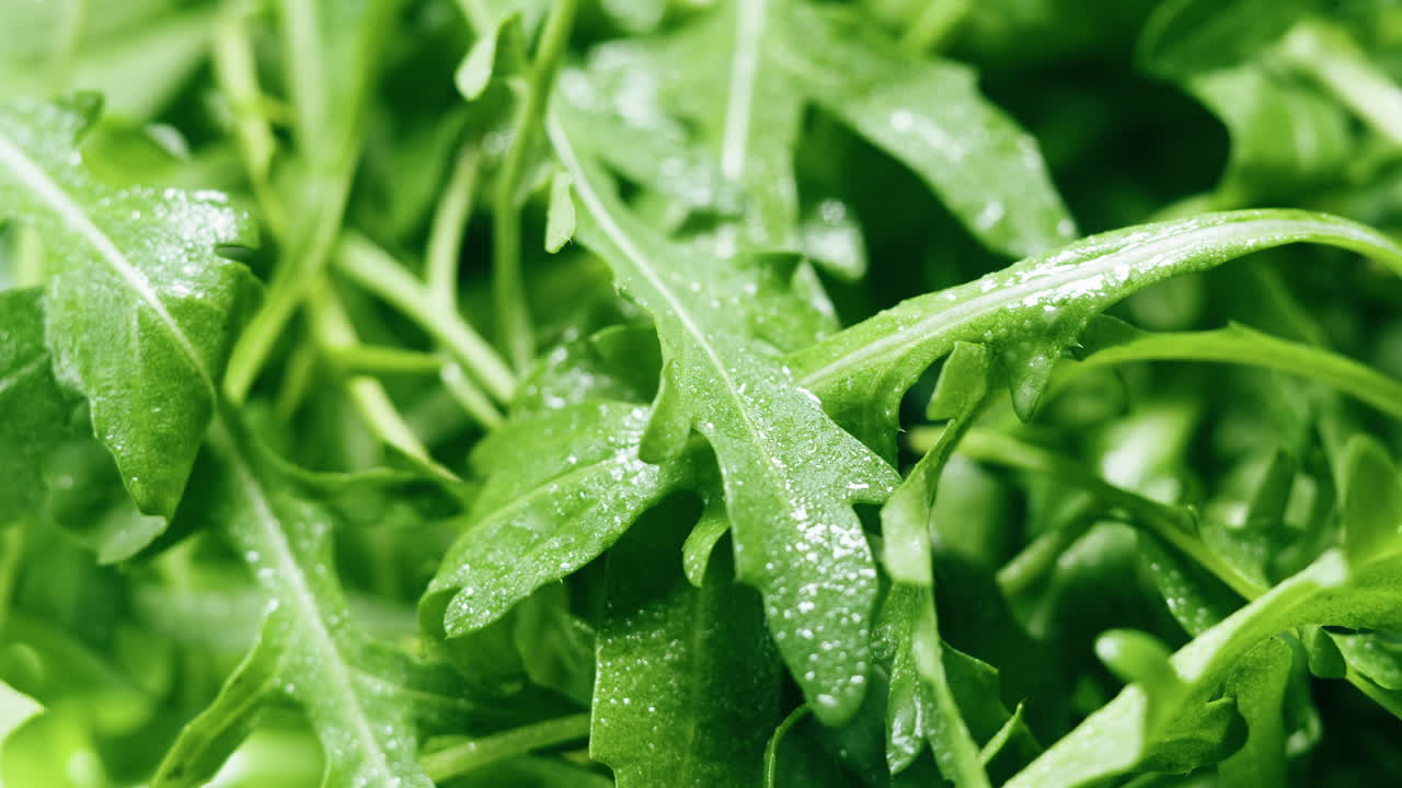 Fresh Arugula