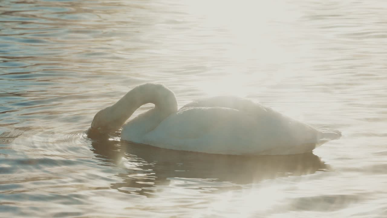 Swan on a lake at sunrise/sunset