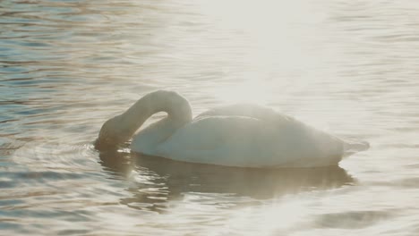 swan on a lake at sunrise/sunset
