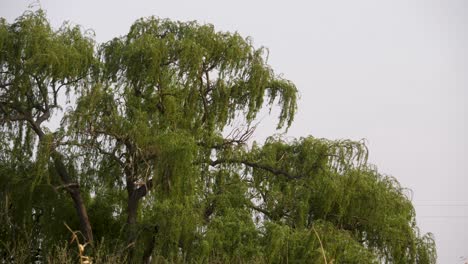 close up shot of the top of a beautiful weeping willow in the wind with its graceful branches