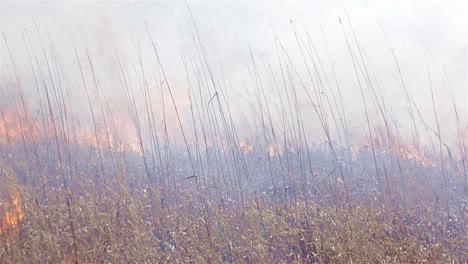 Close-up-of-a-prescribed-grass-burn-on-a-powerline-corridor-near-Baxley-Georgia-1