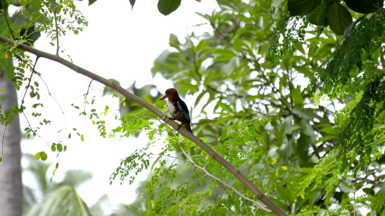 pájaro pescador rey en un árbol