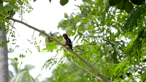 Pájaro-Rey-Pescador-En-Un-árbol